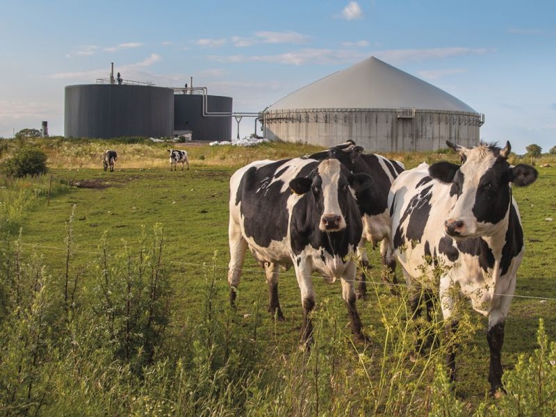 Хрватските парламентарци расправале за влијанието на кравите врз загадувањето