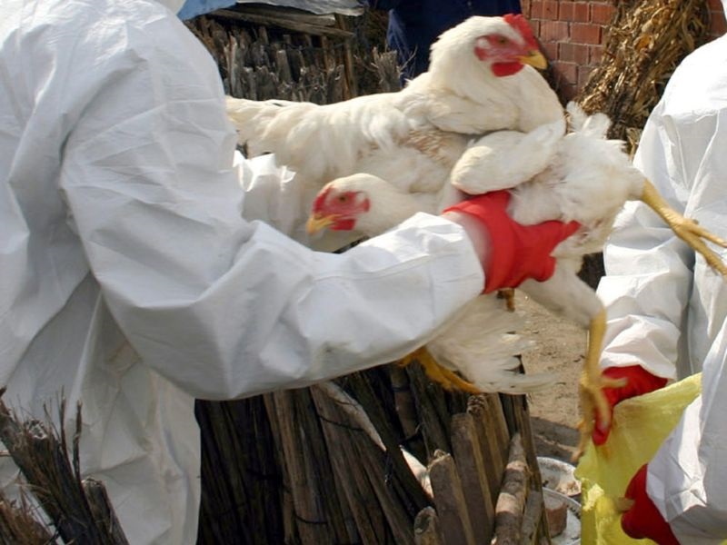 Нема нови случаи на птичји грип во Македонија
