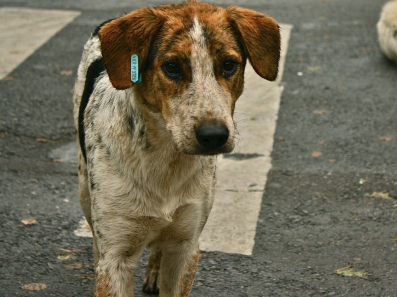 Општина Зрновци ќе гради стационар за бездомни кучиња