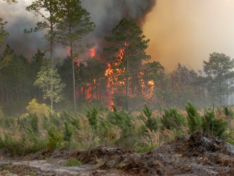 Околу 100 хектари шума изгореа последните три дена во Делчевско 