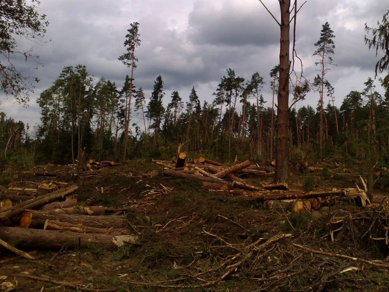 Сеча на 30 хектари опожарена шума во Делчевско