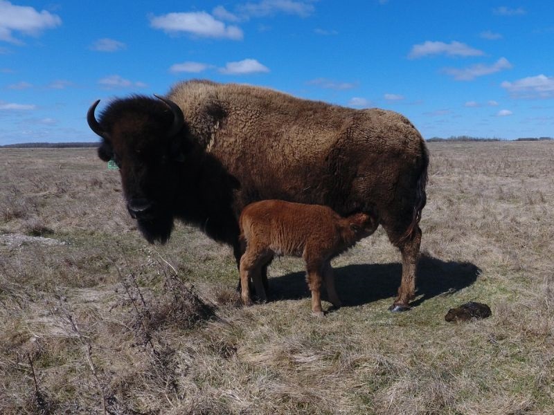 По 140 години роден бизон во Национален парк во Канада