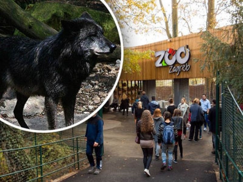Волчица слободно се прошетала низ зоолошката во Загреб