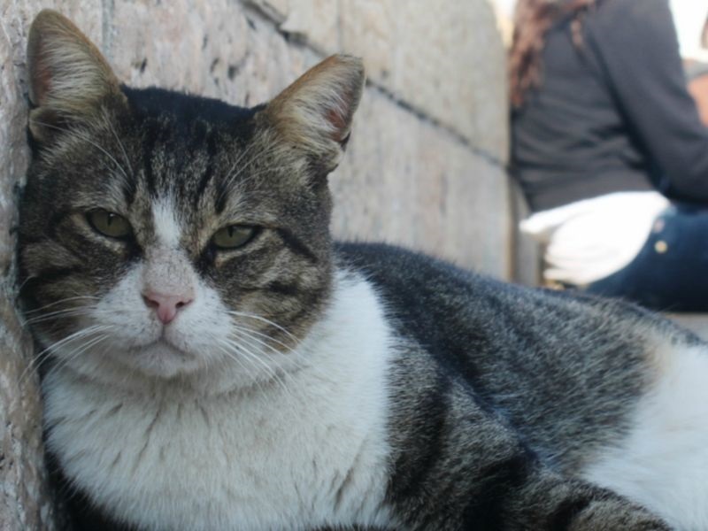 Над 10 илјади бездомни мачки бесплатно се кастрирани во Софија