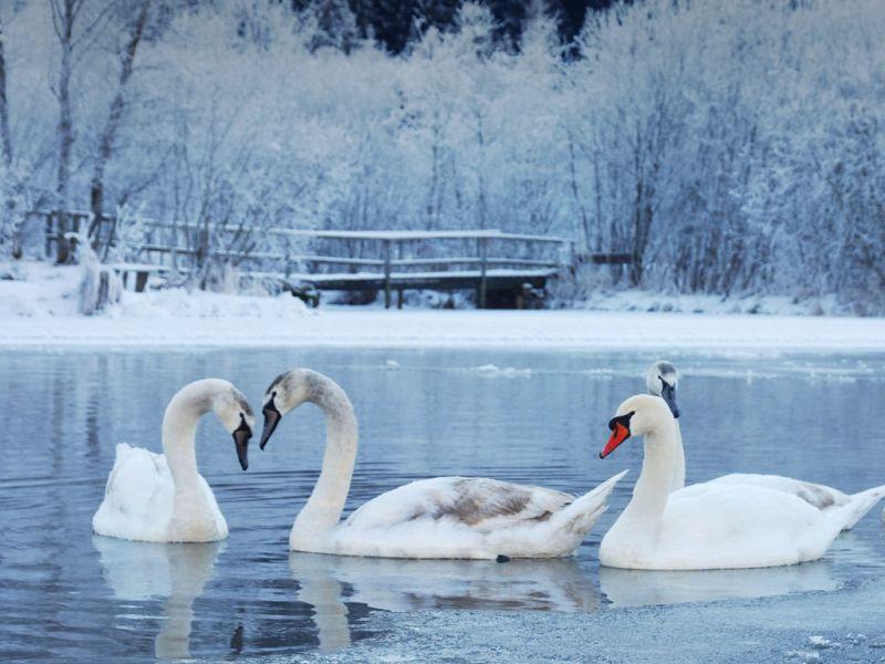 Ослободени замрзнатите лебеди во Нови Сад и во Земун 