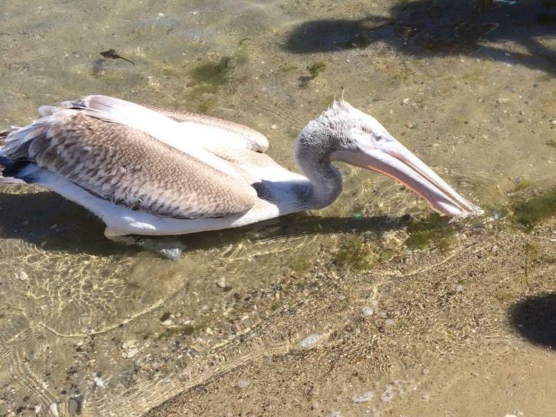 Апел да не се вознемирува беспомошен пеликан во Охридско Езеро
