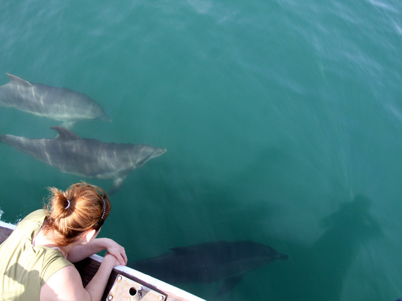 Еко-туризам: пливање со делфините во Грција