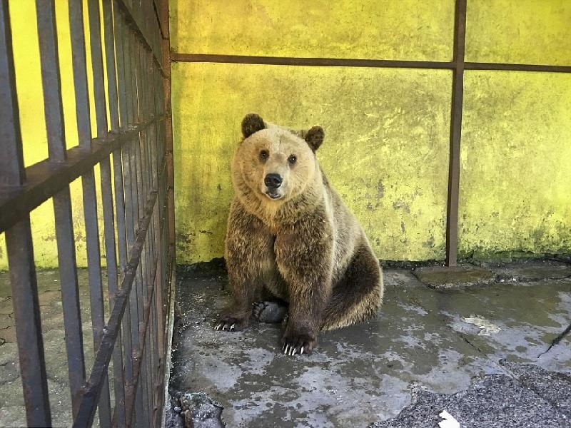 "Дејли мејл“ спаси мечка во Албанија