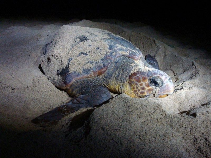 Рекорден број гнезда на морските желки на Закинтос