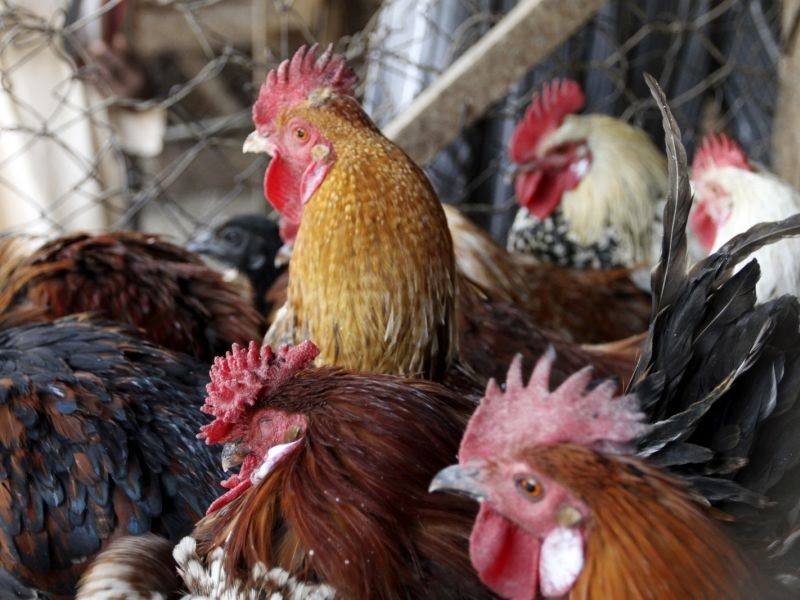 Албанија привремено го стопира увозот на птици од Европа 