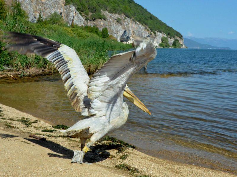 Пеликан во Преспа пуштен по еден месец лекување