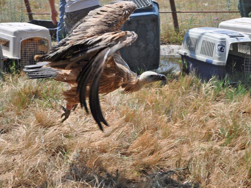 Пожарникари спасиле белоглав мршојадец во Бугарија