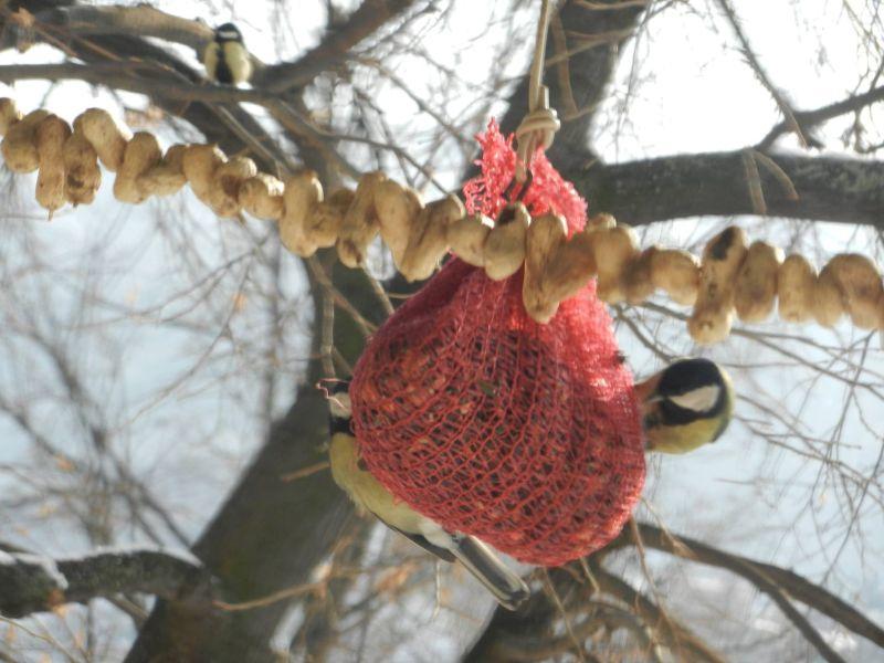 Апел: хранете ги птиците за да го преживеат студот