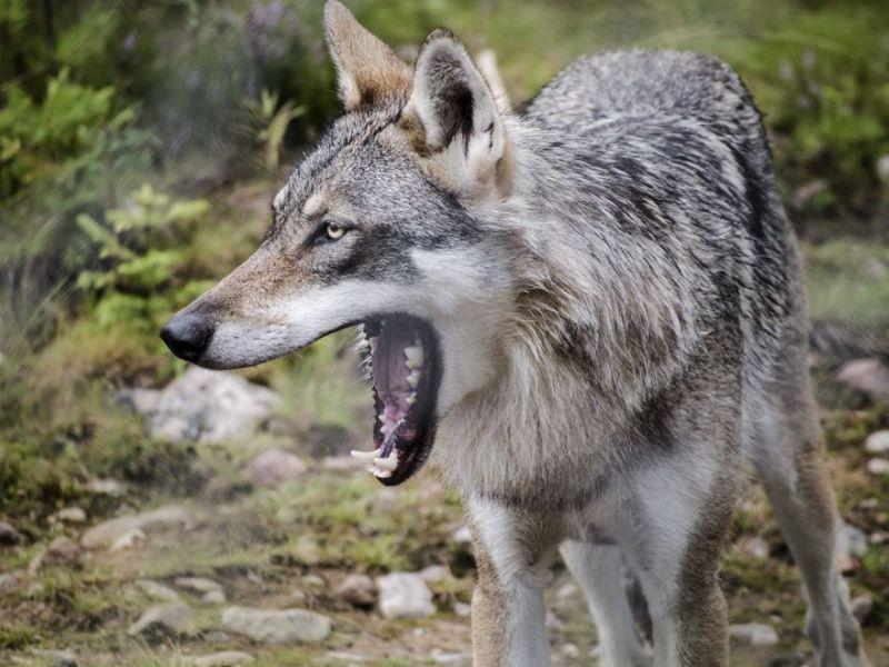 Волци нападнале домашни животни во Нерези 