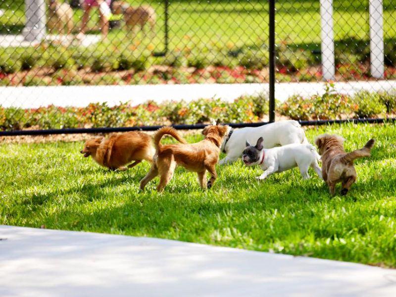 Наскоро парк за миленичиња во општина Центар 