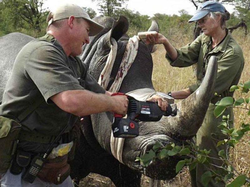 Ќе им се сечат роговите на носорозите во Зимбабве