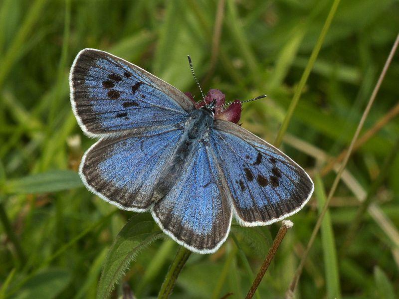 Пеперутка што некогаш исчезнала сега успешно опстојува во Британија