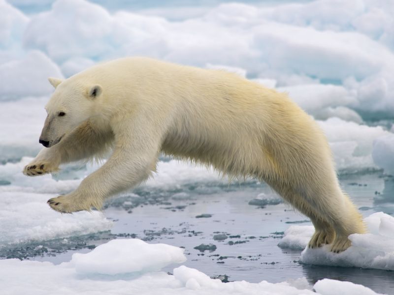 Се заканува изумирање на поларните мечки