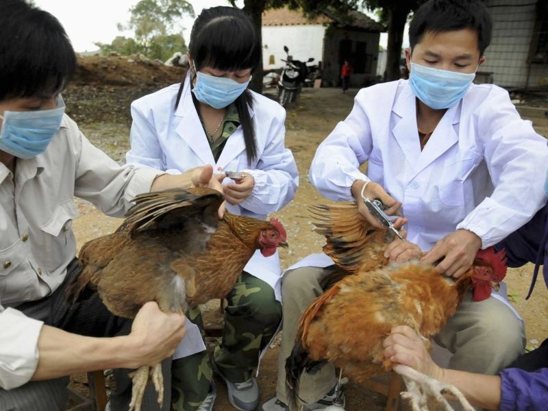 Поради птичји грип во Јужна Кореја уништени 10 милиони живина