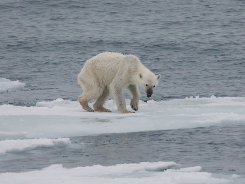 Топењето на арктичкиот мраз го намалува бројот на поларните мечки 