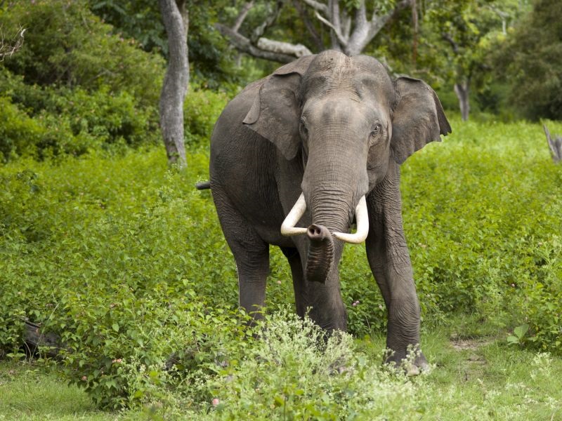 Се помалку има живеалишта за слонови во Индија