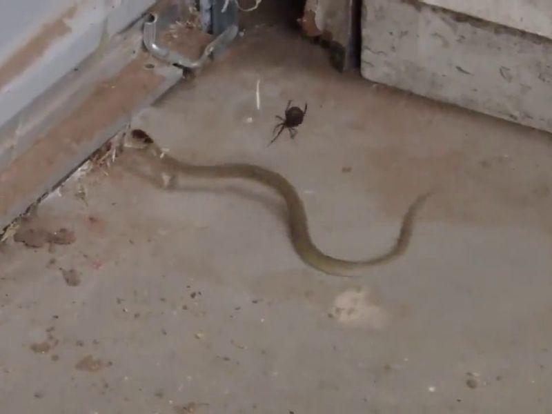 Видео: пајак уловил отровна змија во Австралија