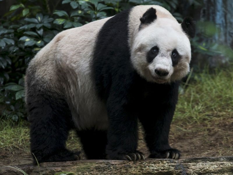 Умре најстарата панда на светот 