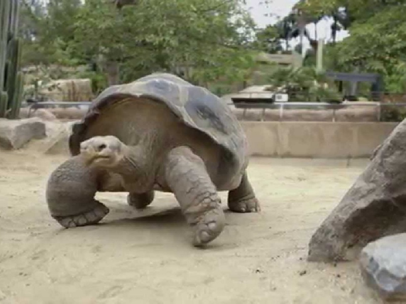 Стогодишна желка го спасува својот вид од изумирање 