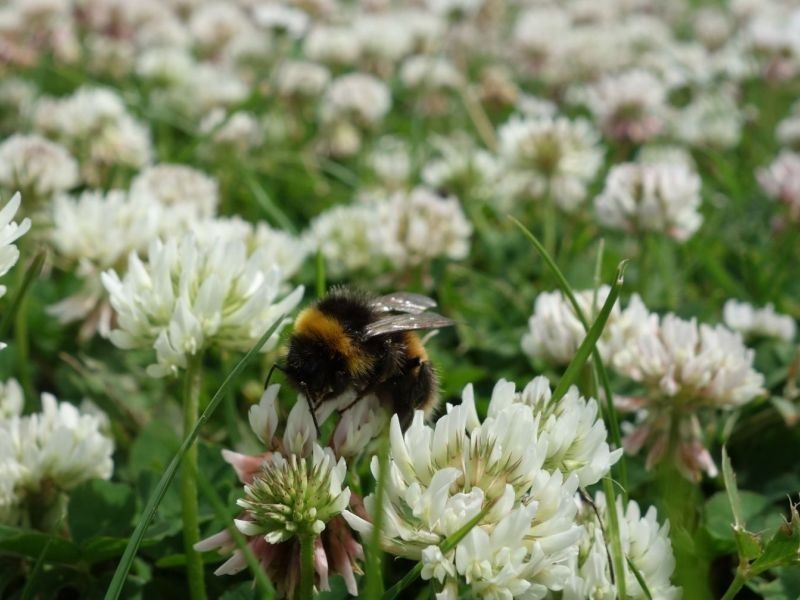 Природни тревници може да ги спасат пчелите