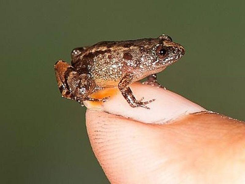 Во Индија откриени минијатурни жаби