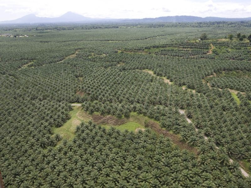 Не мора да се уништуваат нови шуми за палмино масло