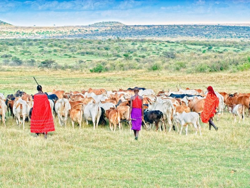 Алчноста за земја го уништува сточарството на Масаите