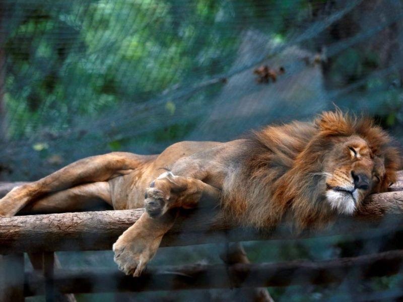 Животните во Зоолошката градина во Каракас умираат од глад 