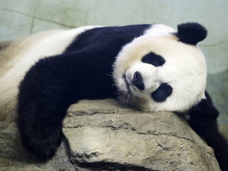 Мала панда се опоравува по операција во вашингтонската зоолошка