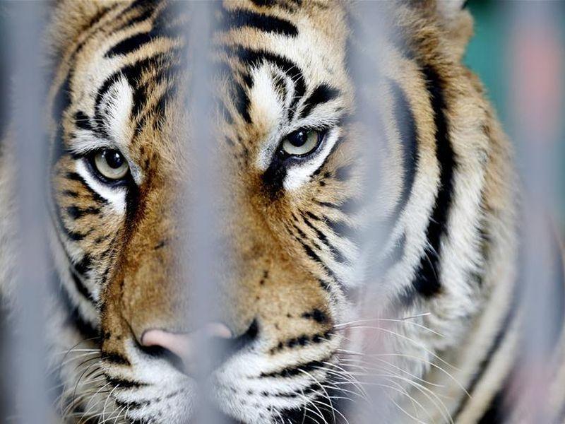 Тигар уби човек во зоолошка градина во Кина 