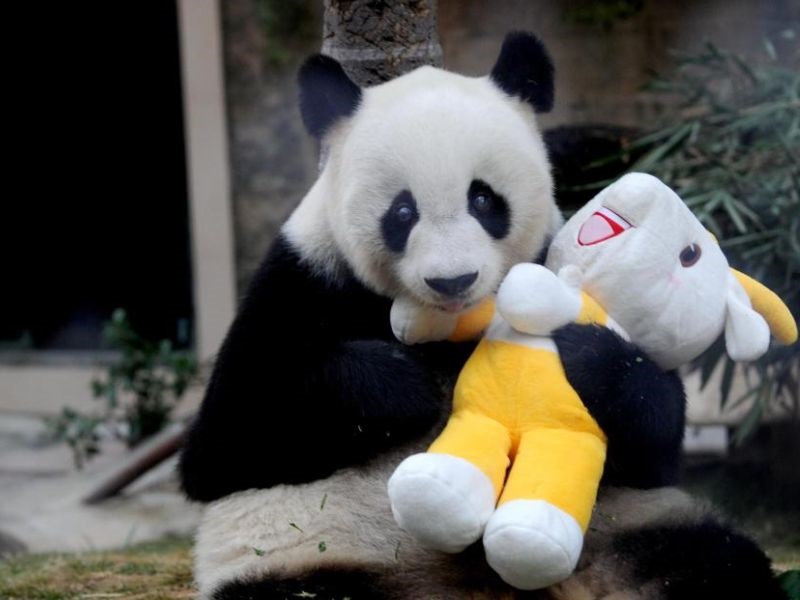 Најстариот мажјак панда во светот почина од рак