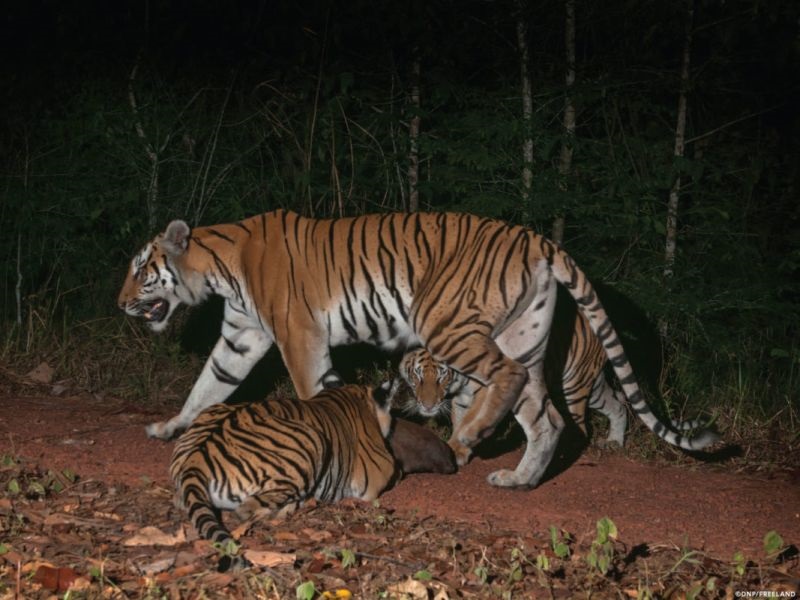 Во Тајланд снимена ретка глетка: Двојка индокинески тигри со младенчиња