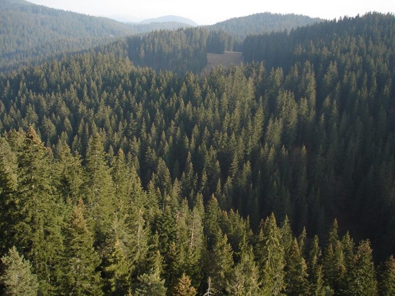 Бугарија е меѓу земјите со најстари шуми во Европа