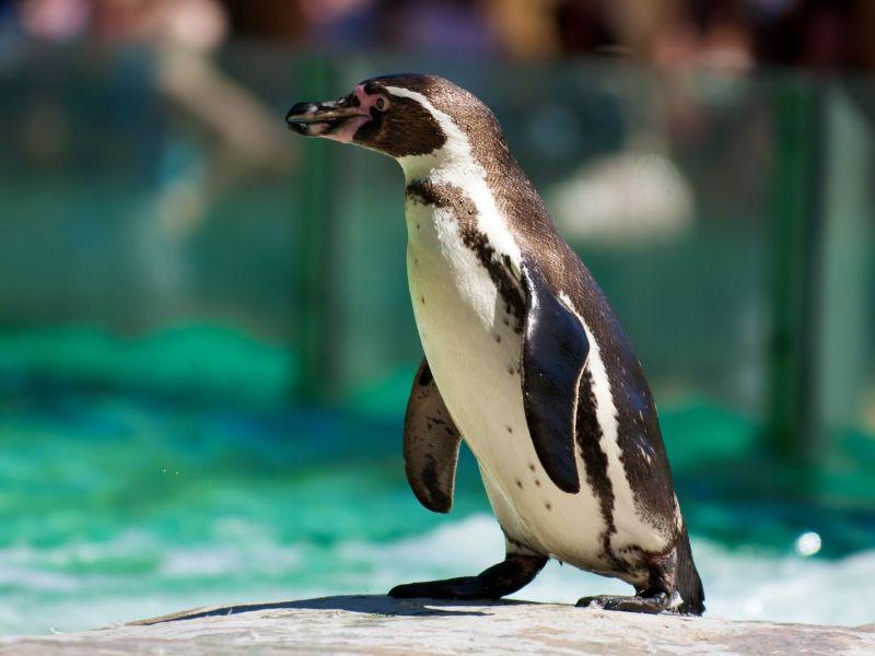Протест против пингвинариум во белградската зоолошка градина
