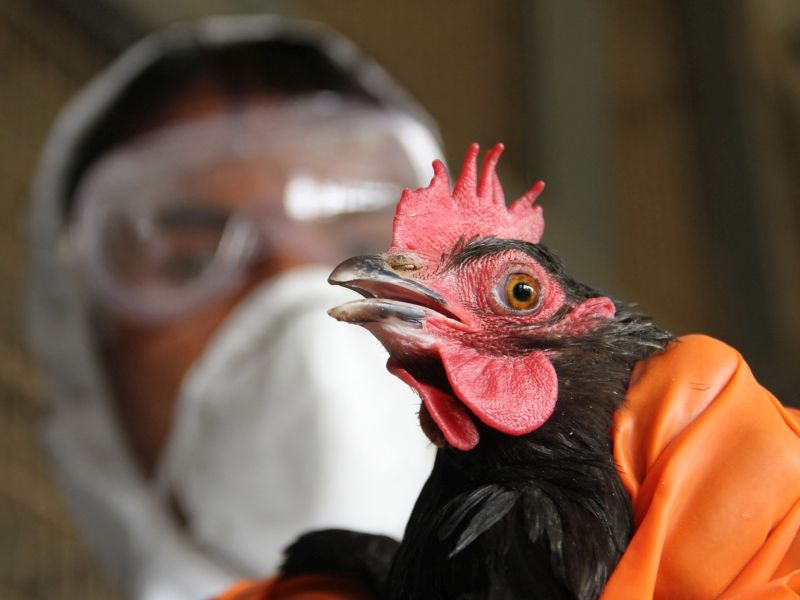 Три жаришта на птичји грип во Бугарија