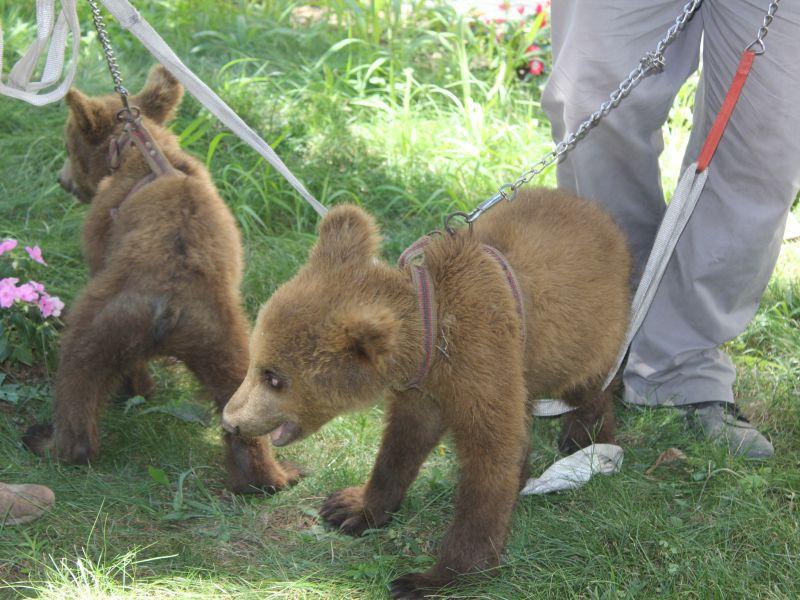  Спасени две мечиња во Саранда, Албанија