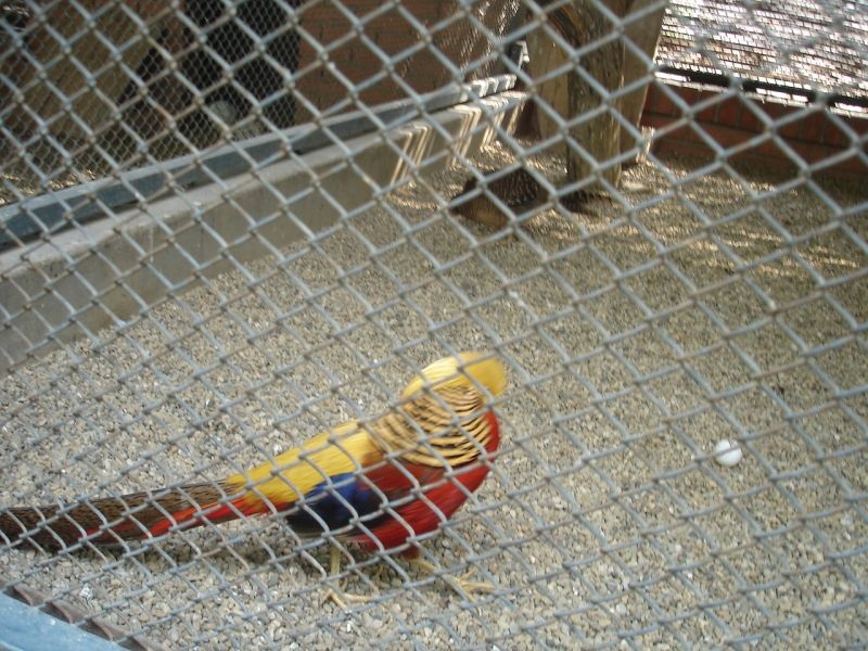 Изложба на украсни и ретки птици во Прилеп