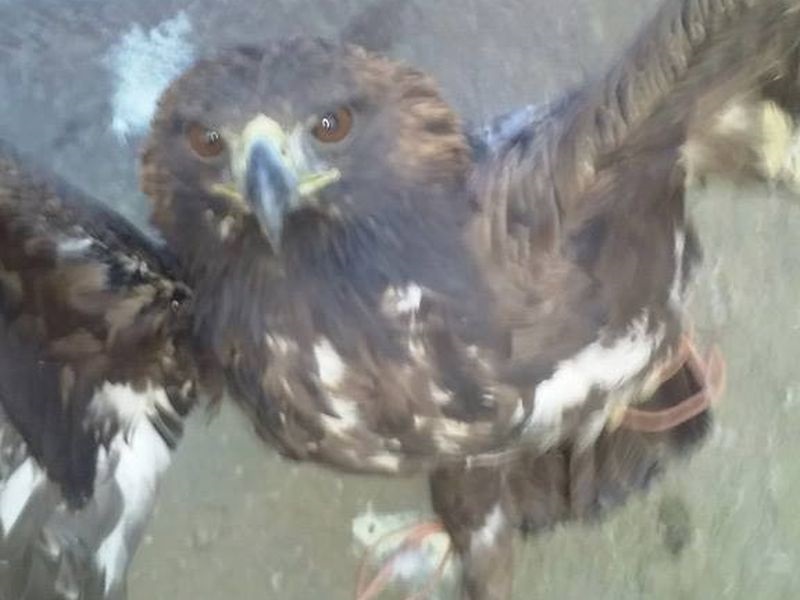 Кривични пријави за две лица што се сликале со ендемичен орел