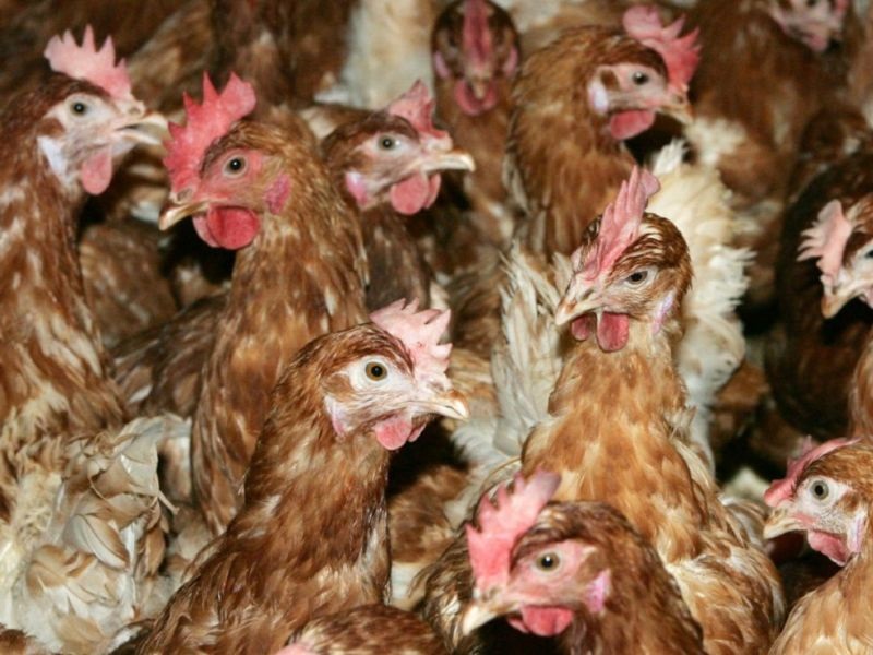 Нов случај на птичји грип регистриран на германска фарма
