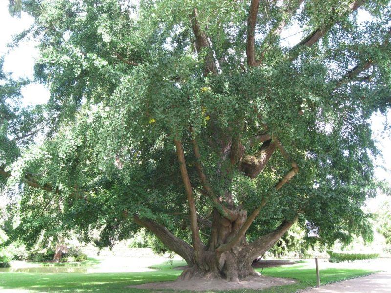 Бан Ки-мун во Женева посади дрво од Хирошима