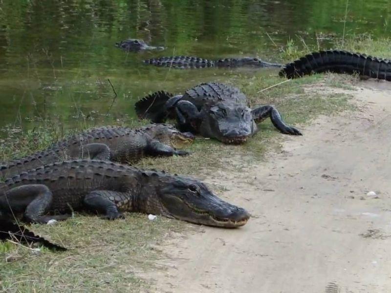 Перфлуоридни соединенија најдени во крокодилите и во алигаторите