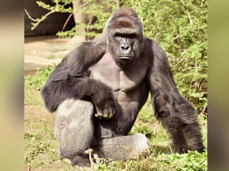 Првата горила роден во заробеништво се опоравува од операција 