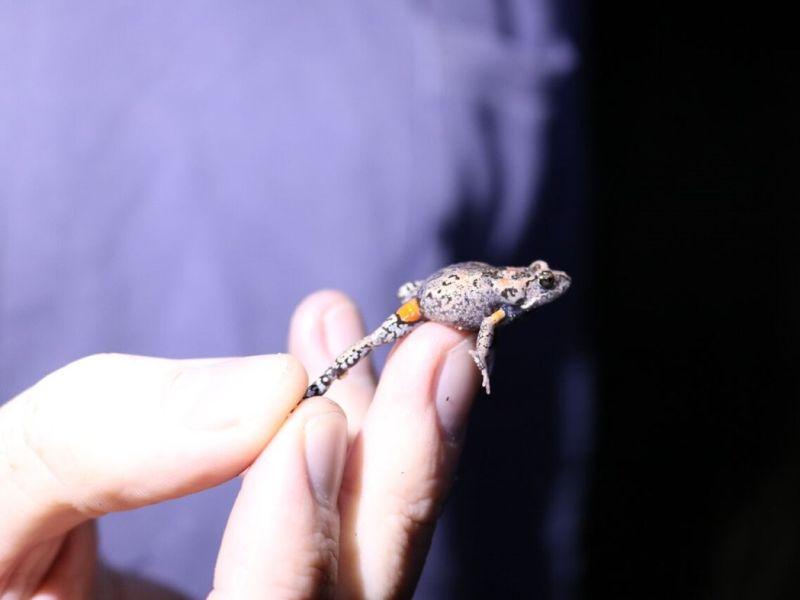 Видео: минијатурна светлечка жаба откриена во Австралија