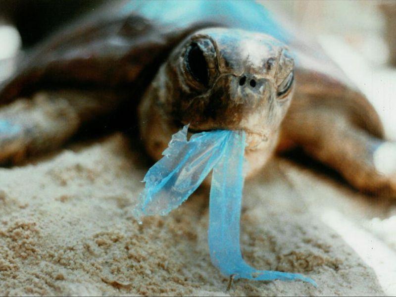 Биолозите открија зошто морските животни јадат пластика