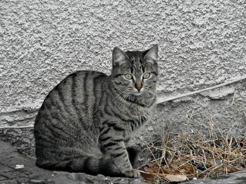 Уличните мачки се проблем за балансот во животната средина